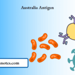 Australia Antigen