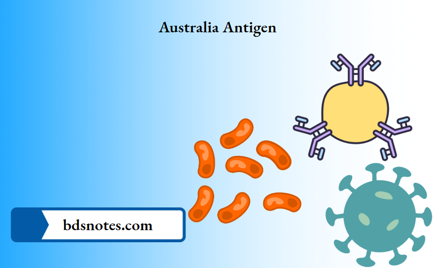 Australia Antigen