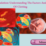 Blood Coagulation Understanding The Factors And Stages Of Clotting