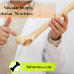 Bone - Vascular Supply, Circulation, Nutrition