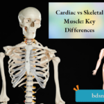 Cardiac vs Skeletal Muscle Key Differences