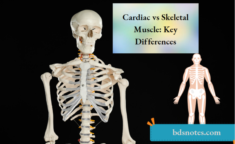 Cardiac vs Skeletal Muscle: Key Differences - BDS Notes