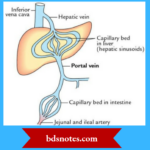 Cardiovascular system Hepatic portal circulation
