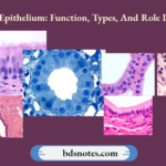 Columnar Epithelium Function Types And Role In Digestion