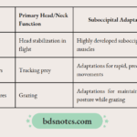 Comparative Suboccipital Adaptations species