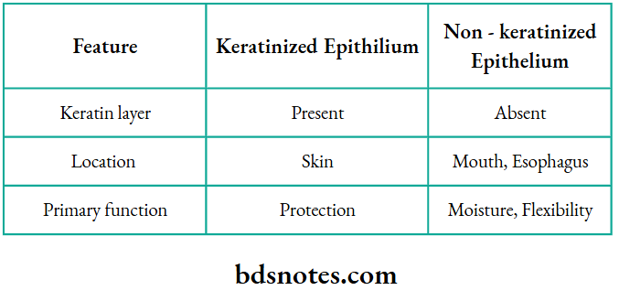 Comparison with Non-Keratinized Epithelium