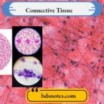 Connective Tissue