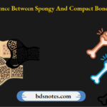 Difference Between Spongy And Compact Bones