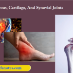 Fibrous, Cartilage, And Synovial Joints