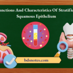 Functions And Characteristics Of Stratified Squamous Epithelium