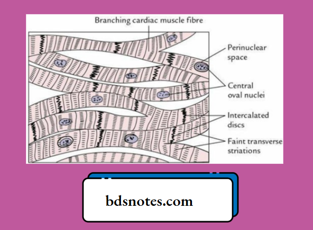 Histological features of a cardiac muscle