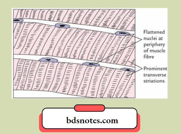 Histological features of a skeletal muscle