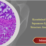 Keratinized Stratified Squamous Epithelium Structure And Functions