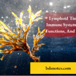 Lymphoid Tissue And The Immune System Structure, Functions, And Key Organs