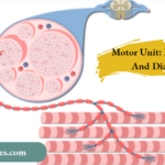 Motor Unit Definition And Diagram