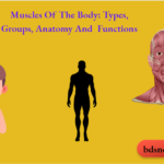 Muscles Of The Body Types Groups Anatomy And Functions