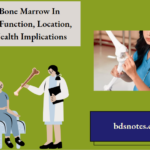 Red Bone Marrow In Adults Function, Location, And Health Implications