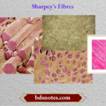 Sharpey s Fibres