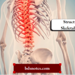 Structure Of Skeletal Muscle