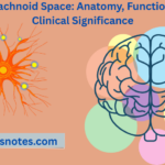 Subarachnoid Space Anatomy Function And Clinical Significance