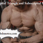Suboccipital Triangle and Suboccipital Muscles