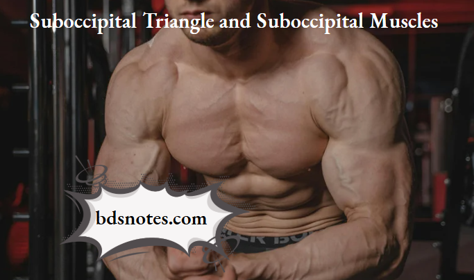 Suboccipital Triangle and Suboccipital Muscles