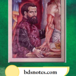 Terminology Andreas vesalius