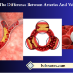 The Difference Between Arteries And Veins
