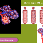 Three Types Of Capillaries