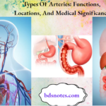 Types Of Arteries Functions, Locations, And Medical Significance