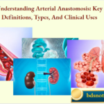 Understanding Arterial Anastomosis Key Definitions, Types, And Clinical Uses