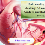 Understanding Arteries Anatomy A Comprehensive Guide to Your Body s Vascular System