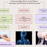 Understanding The Cervical Plexus Anatomy And Its Role In Neck Function