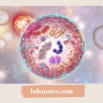 Understanding The Role Of The Lysosome