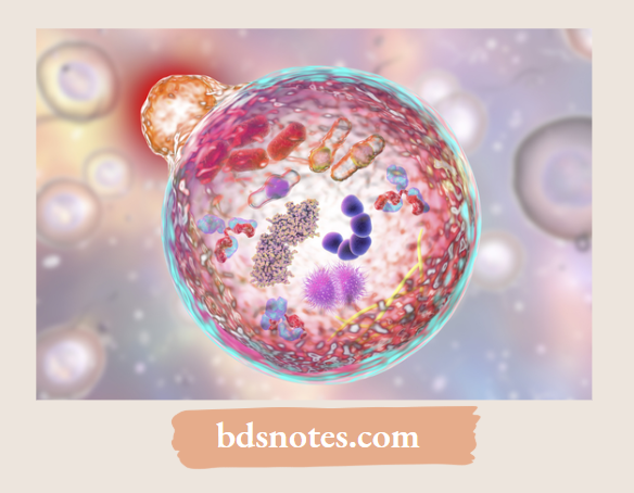 Understanding The Role Of The Lysosome
