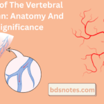 Veins of The Vertebral Column Anatomy and Significance