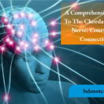 A Comprehensive Guide To The Chorda Tympani Nerve Course And Connections
