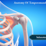Anatomy Of Temporomandibular Joint