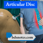 Articular Disc