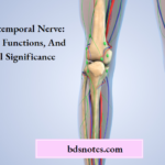 Auriculotemporal Nerve Anatomy, Functions, And Clinical Significance