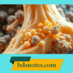 Common Disorders Affecting Osteoblasts