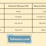 Differences Between Prokaryotic And Eukaryotic Ribosomes