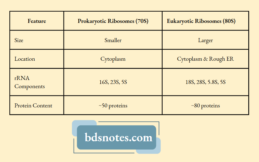 Differences Between Prokaryotic And Eukaryotic Ribosomes
