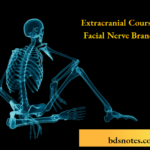 Extracranial Course Of Facial Nerve Branches