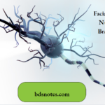 Facial Nerve Nucleus Branches