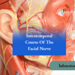 Intratemporal Course Of The Facial Nerve