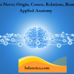 Mandibular Nerve Origin, Course, Relations, Branches And Applied Anatomy