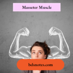 Masseter Muscle
