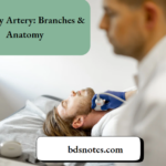 Maxillary Artery Branches & Anatomy