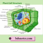 Mitochondrion in Plant Cells